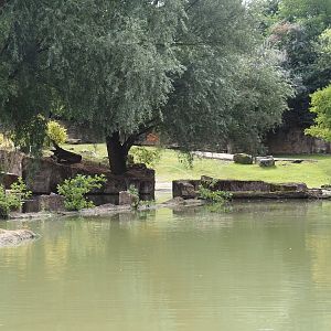 Boat Safari - Hippopotamus and Western sitatunga exhibit, 2024-08-05