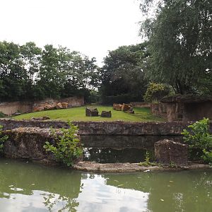 Boat Safari - Hippopotamus and Western sitatunga exhibit, 2024-08-05