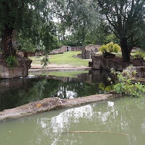 Boat Safari - Hippopotamus and Western sitatunga exhibit, 2024-08-05