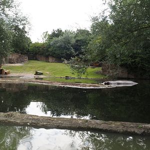 Boat Safari - Hippopotamus and Western sitatunga exhibit, 2024-08-05