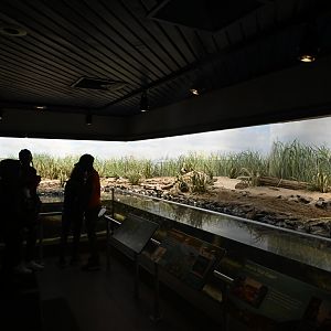 PlayQuarium - Shorebird Exhibit