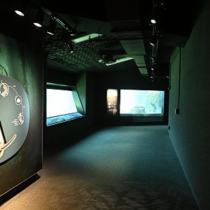 Sea Cliffs - Underwater Viewing Area for the Sea Otter (Enhydra lutris) Exhibit