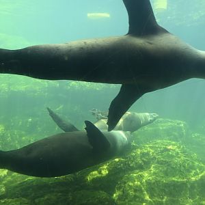Sea Cliffs/Sea Change - California Sea Lions (Zalophus californianus)