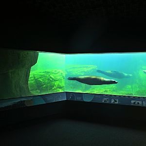 Sea Cliffs/Sea Change - California Sea Lions (Zalophus californianus) swimming by the Window