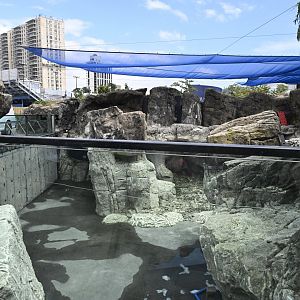Sea Cliffs - Drained Pinniped Exhibit
