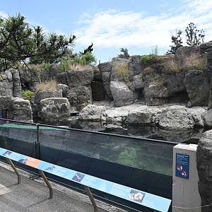 Sea Cliffs - Sea Otter (Enhydra lutris)