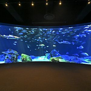 Ocean Wonders: Sharks! - Hudson Canyon's Edge Exhibit