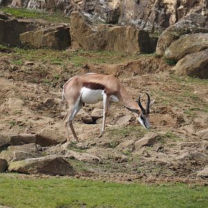 Springbok (Antidorcas marsupialis), 2024-08-05