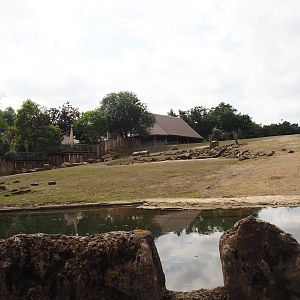 Boat Safari - Grass savanna exhibit - Southern white rhinoceros exhibit, 2024-08-05