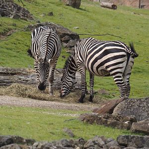 Grant's zebras (Equus quagga boehmi), 2024-08-05