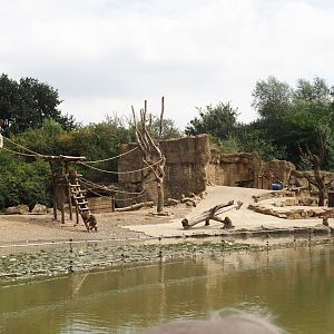Boat Safari - Olive baboon island, 2024-08-05