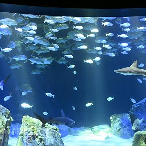 Ocean Wonders: Sharks! - Hudson Canyon's Edge Exhibit