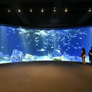 Ocean Wonders: Sharks! - Hudson Canyon's Edge Exhibit