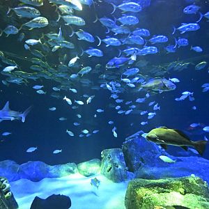 Ocean Wonders: Sharks! - Hudson Canyon's Edge Exhibit