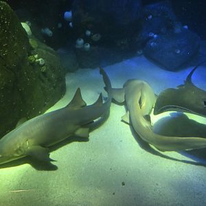 Ocean Wonders: Sharks! - Nurse Sharks and Stingrays