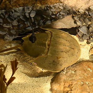 PlayQuarium - Atlantic Horseshoe Crab (Limulus polyphemus)