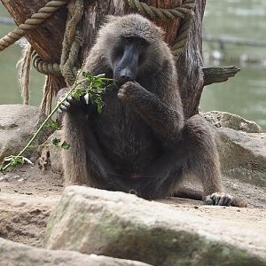 Olive baboon (Papio anubis), 2024-08-05