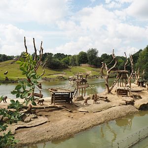 Olive baboon island and Grass savanna exhibit, 2024-08-05