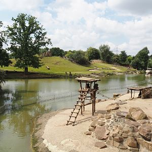 Olive baboon island and Grass savanna exhibit, 2024-08-05