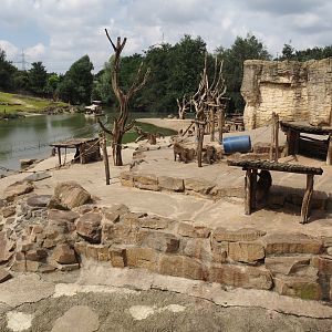 Olive baboon island, 2024-08-05