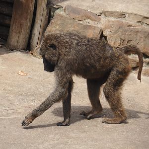 Olive baboon (Papio anubis), 2024-08-05