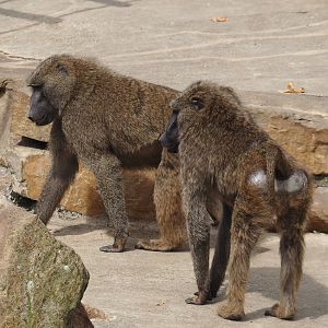 Olive baboons (Papio anubis), 2024-08-05
