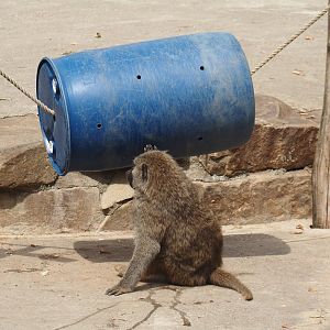 Olive baboon (Papio anubis) with enrichment barrel, 2024-08-05