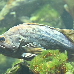 PlayQuarium - Brown Rockfish (Sebastes auriculatus)?