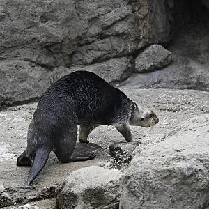 Sea Cliffs - Sea Otter (Enhydra lutris)