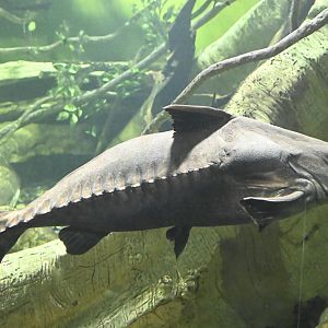 Conservation Hall - Ripsaw Catfish (Oxydoras niger)