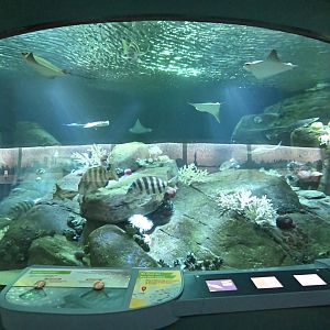 Ocean Wonders: Sharks! - New York Harbor Exhibit