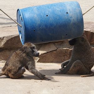 Olive baboons (Papio anubis) with enrichment barrel, 2024-08-05