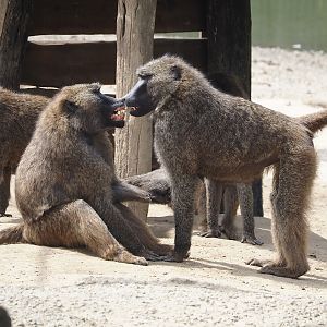 Olive baboons (Papio anubis), 2024-08-05