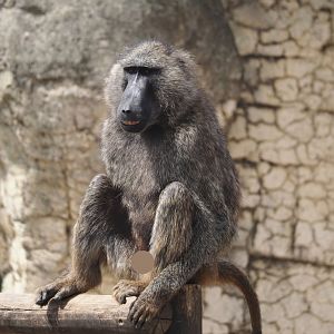 Olive baboon (Papio anubis), 2024-08-05