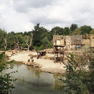 Olive baboon island, 2024-08-05