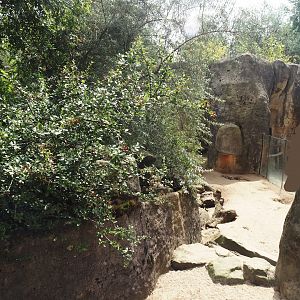 Meerkat exhibit, 2024-08-05