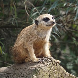 Meerkat (Suricata suricatta), 2024-08-05