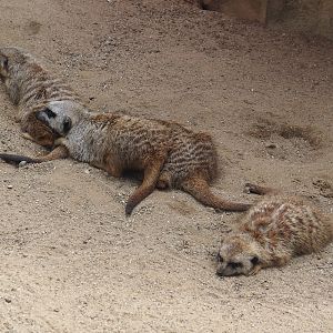 Meerkats (Suricata suricatta), 2024-08-05