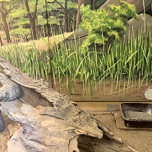 Africa - Old Meerkat Exhibit