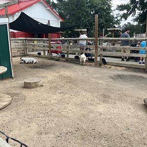 Face-to-Face Farm - Domestic Goat Exhibit