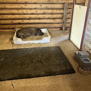Face-to-face Farm - Indoor Domestic Pig Exhibit
