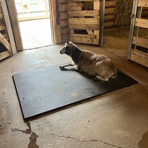 Face-to-Face Farm - Domestic Sheep Exhibit