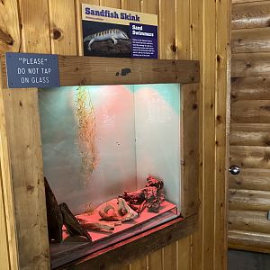 Sandfish Skink Terrarium