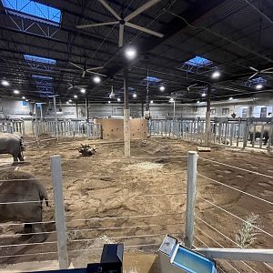 Elephant indoor holding