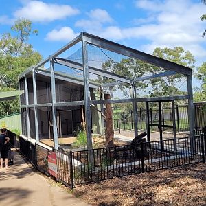 Wedge tailed Eagle - new aviary