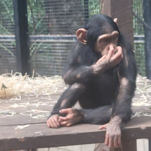 Young chimp
