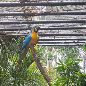 Macaw aviary -