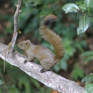 Red-bellied Squirrel (Callosciurus erythraeus)
