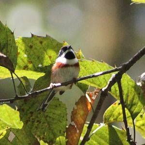 Black-throated Tit (Aegithalos concinnus)