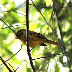 Chestnut-tailed Minla (Actinodura strigula)